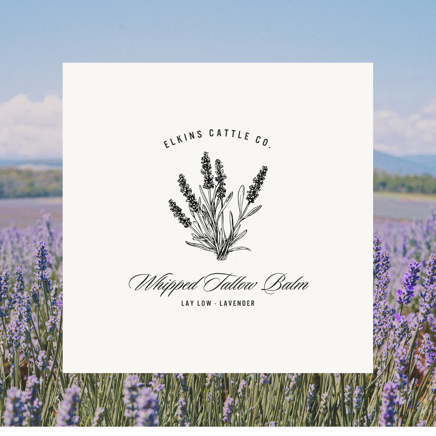 Lay Low- Lavender