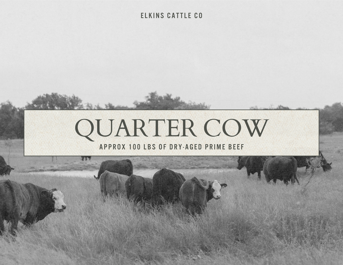 Elkins Quarter Cow