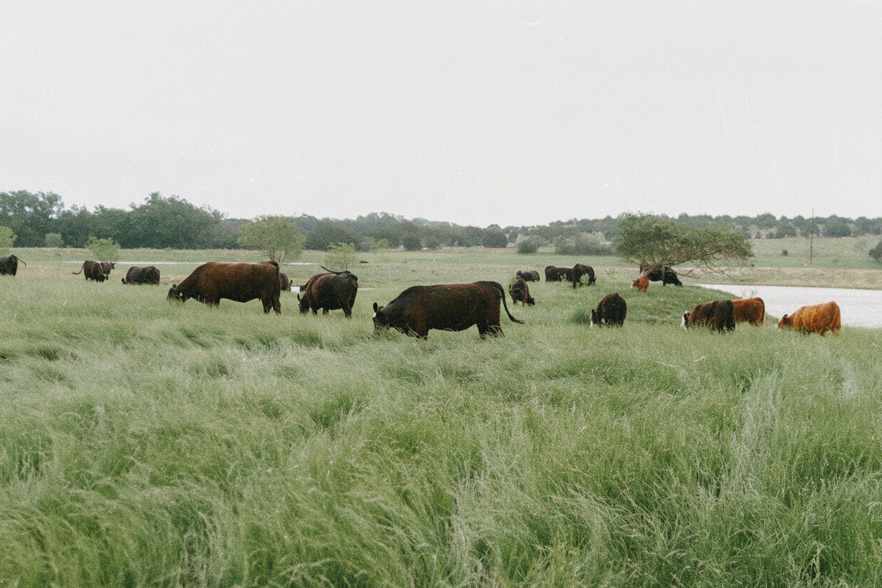 A herd of cattle grazing in a wide green field near a body of water, with trees in the distance under an overcast sky.