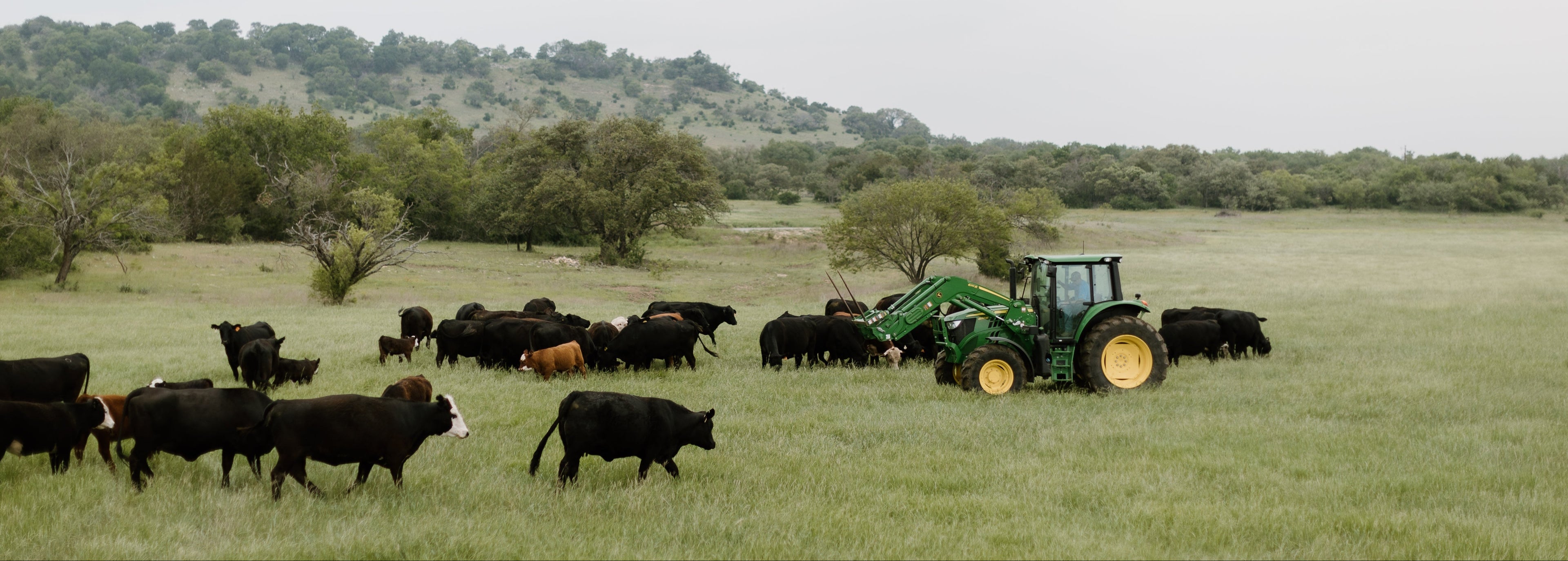 Tractor in a field with cattle on a cloudy day